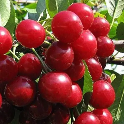 Вишня ГЛУБОКСКАЯ в Дзержинске