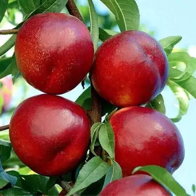 Нектарин БИГ-ТОП в Дзержинске