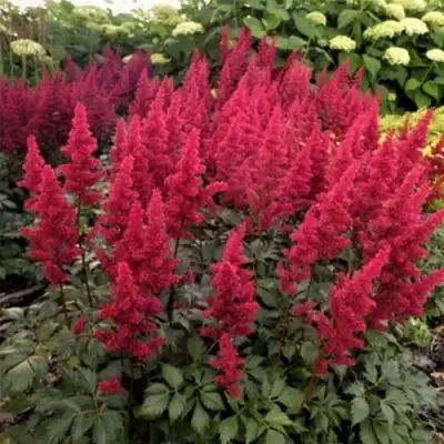 Астильба ФАНАЛ в Дзержинске