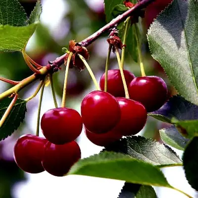 Вишня РИВАЛ в Дзержинске