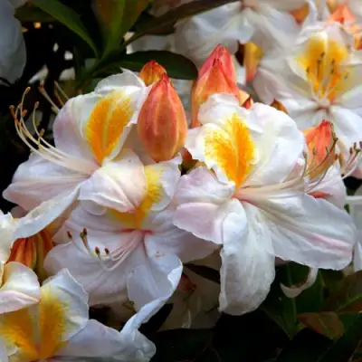 Азалия СИЛЬВЕР СЛИППЕР листопадная в Дзержинске