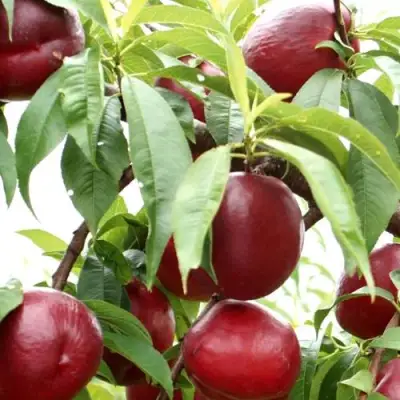 Нектарин ФАНТАЗИЯ в Дзержинске