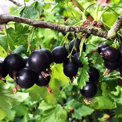 Йошта КРЫМСКАЯ в Дзержинске