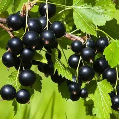 Смородина чёрная БЕЛОРУССКАЯ СЛАДКАЯ в Дзержинске