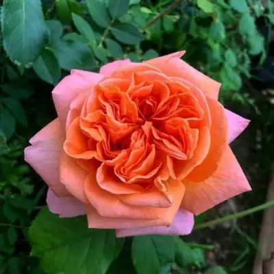 Роза РЕНЕ ГОССИНИ чайно-гибридная в Дзержинске