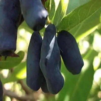 Жимолость съедобная РОКСАНА в Дзержинске