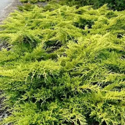 Можжевельник ОЛД ГОЛД средний в Дзержинске