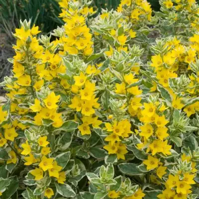 Вербейник АЛЕКСАНДР точечный в Дзержинске