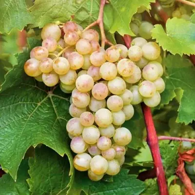 Виноград КРИСТАЛЛ в Дзержинске