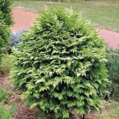 Туя ВАРЕАНА ЛЮТЕСЦЕНС западная в Дзержинске