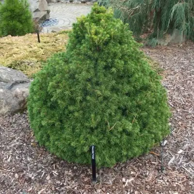 Ель ТОМПА обыкновенная в Дзержинске