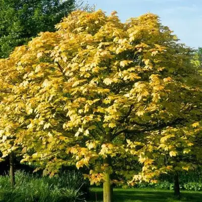 Клен ложноплатановый в Дзержинске