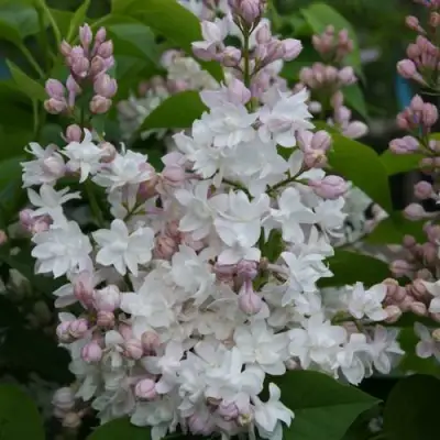 Сирень КРАСАВИЦА МОСКВЫ в Дзержинске