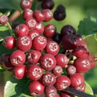 Рябина БУРКА сладкоплодная в Дзержинске