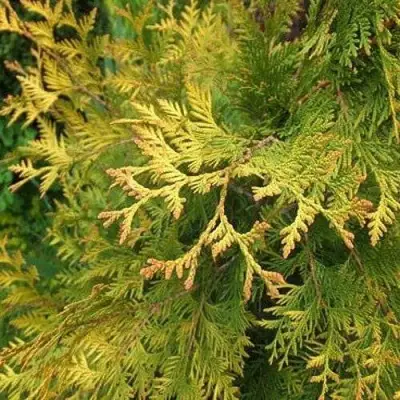 Туя ГОЛДЕН БРАБАНТ западная в Дзержинске