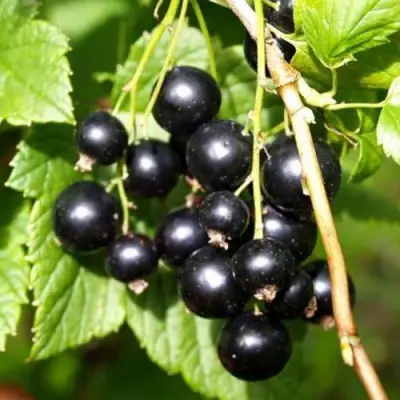 Смородина чёрная ПАМЯТЬ ВАВИЛОВА в Дзержинске