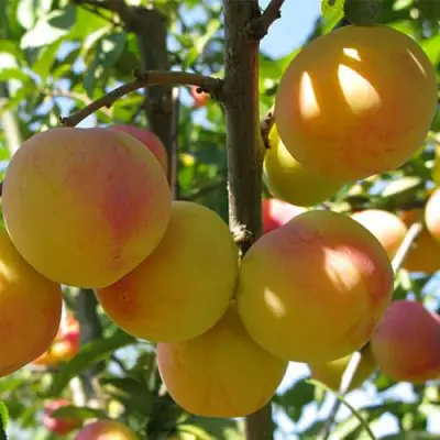 Слива ВЕТРАЗЬ-2 в Дзержинске