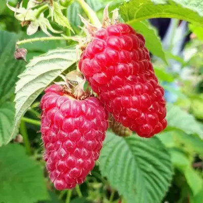 Малина ПШЕХИБА в Дзержинске