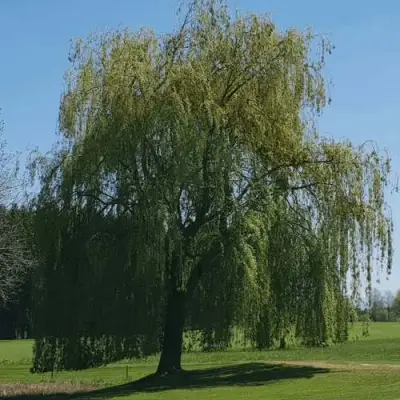 Ива белая в Дзержинске