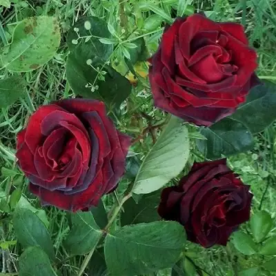 Роза ПАПА МЕЙЯН чайно-гибридная в Дзержинске