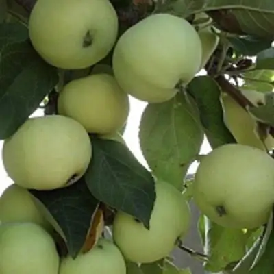 Яблоня ПАПИРОВКА в Дзержинске