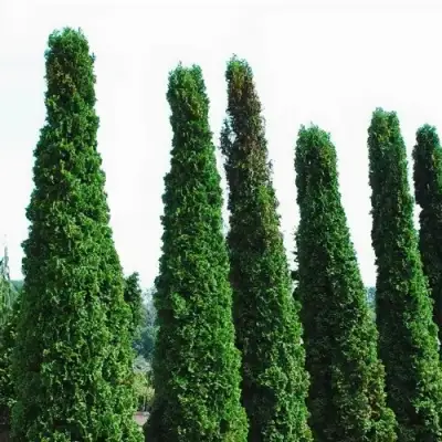 Туя ДЕГРУТ СПАЙР западная в Дзержинске