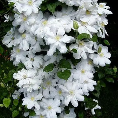 Клематис ТОКИ в Дзержинске