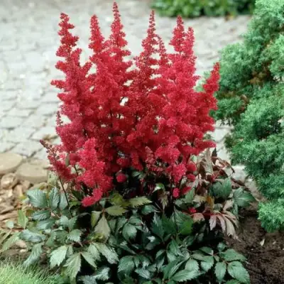 Астильба ГРАНАТ Арендса в Дзержинске