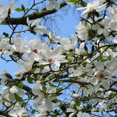 Магнолия АЛЬБА СУПЕРБА в Дзержинске