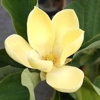 Магнолия ЕЛЛОУ ЛАНТЕРН в Дзержинске