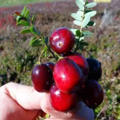 Клюква СТАНКОВИЧ в Дзержинске