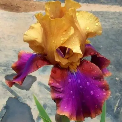 Ирис ГАЛА МАДРИД бородатый в Дзержинске