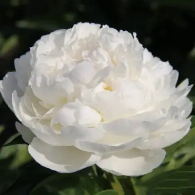 Пион СНЕЖНАЯ КРЕПОСТЬ древовидный в Дзержинске