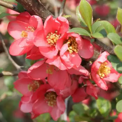 Айва ПИНК КВИН в Дзержинске