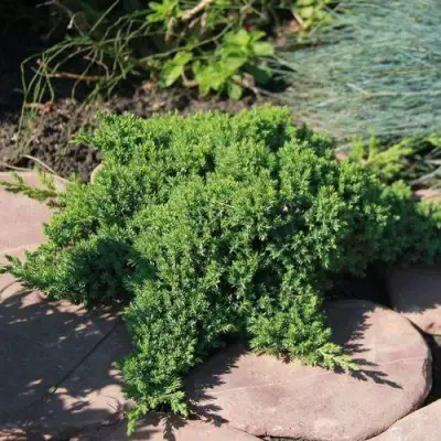 Можжевельник АВАСИ лежачий  в Дзержинске