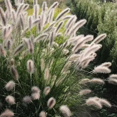 Пеннисетум ЛЕДИ Ю в Дзержинске