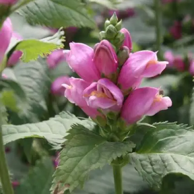 Хелоне КОСАЯ в Дзержинске