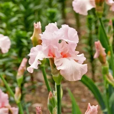 Ирис ПИНК ХОРАЙЗОН бородатый в Дзержинске