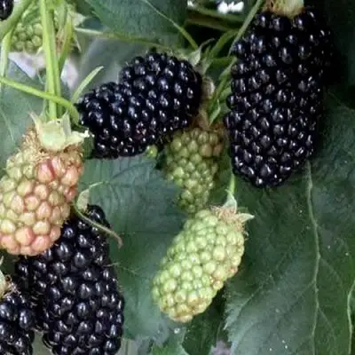 Ежевика ПРАЙМ АРК ФРИДОМ ремонтантная  в Дзержинске