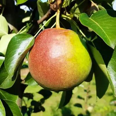 Груша КУПАЛА в Дзержинске