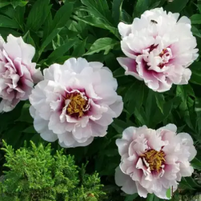 Пион КОРА ЛУИЗА ито-гибрид в Дзержинске