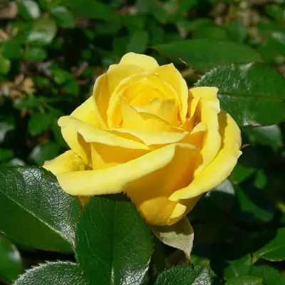 Роза ПАПИЛОН чайно-гибридная в Дзержинске