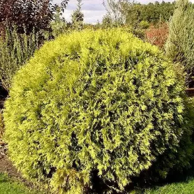 Туя ГЛОБОЗА АУРЕА западная в Дзержинске