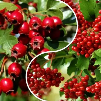 Комплект БУДЬ ЗДОРОВ в Дзержинске