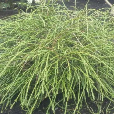 Туя ФИЛИФОРМИС   в Дзержинске