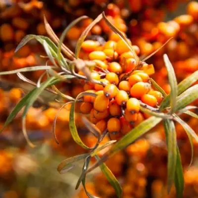 Облепиха ФИНСКАЯ в Дзержинске