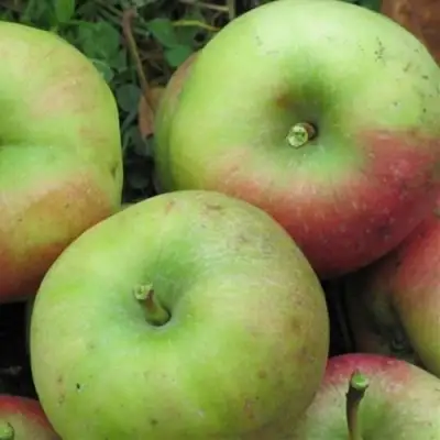 Яблоня ПАМЯТЬ СИКОРЫ в Дзержинске