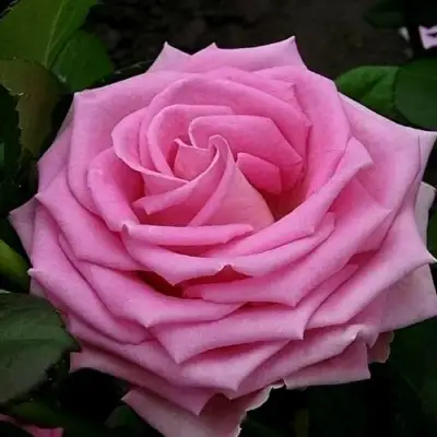 саженцы розы Аква