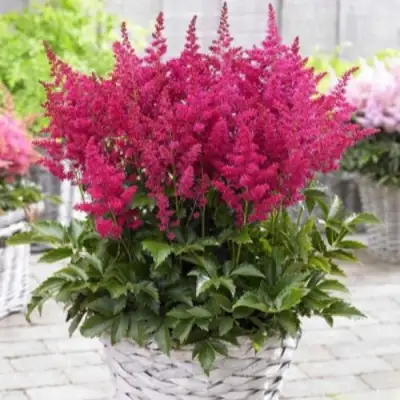 Астильба ЛАКИ ДЕЙ Арендса в Дзержинске