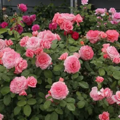 Роза ИНСТИТУТ ЛЮМЬЕР шраб в Дзержинске